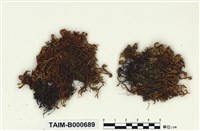 藏品(尖葉牛舌苔)的圖片